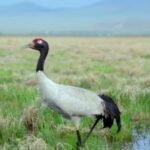 China_s_Northern_Coastline_Awakens_with_Spring_Wildlife___ video poster