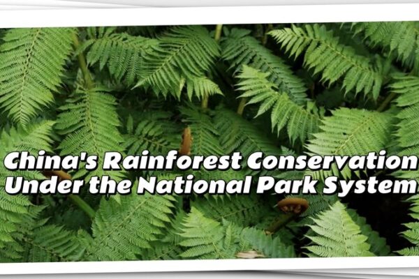China’s Rainforest Revival 🌳: Inside the World’s Largest Park Plan! China_s_Rainforest_Revival____Inside_the_World_s_Largest_Park_Plan_ video poster