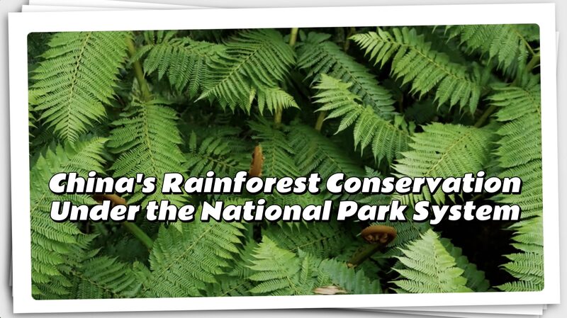 China_s_Rainforest_Revival____Inside_the_World_s_Largest_Park_Plan__poster - 🌍NewspaperAmigo – Your Global News Buddy 🗞️ China_s_Rainforest_Revival____Inside_the_World_s_Largest_Park_Plan_ video poster