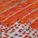 China_s_Rural_Reform_Blueprint__Innovation_Drives_Agricultural_Revitalization__