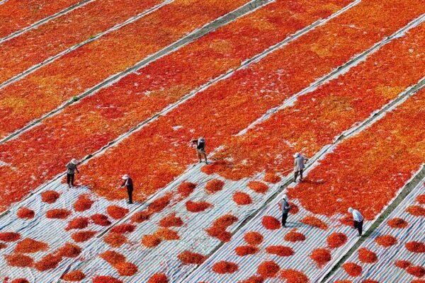 China’s Rural Reform Blueprint: Innovation Drives Agricultural Revitalization 🌾 China_s_Rural_Reform_Blueprint__Innovation_Drives_Agricultural_Revitalization__