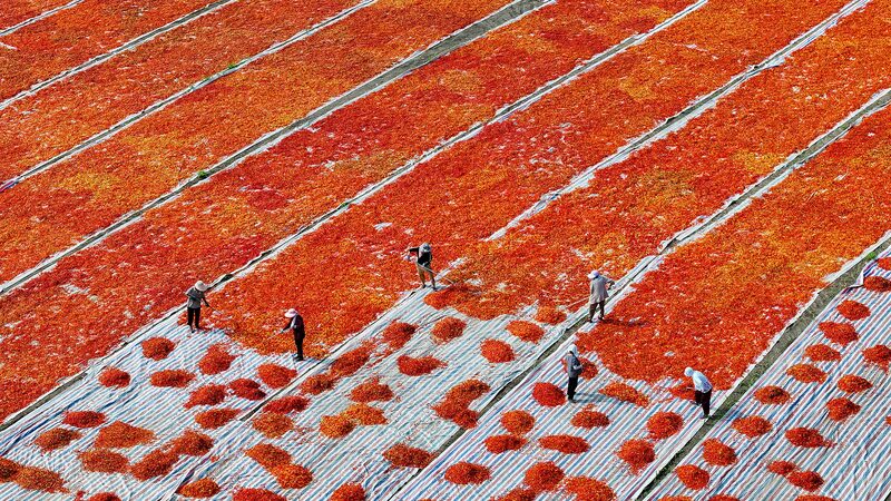 China_s_Rural_Reform_Blueprint__Innovation_Drives_Agricultural_Revitalization__ - 🌍NewspaperAmigo – Your Global News Buddy 🗞️ China_s_Rural_Reform_Blueprint__Innovation_Drives_Agricultural_Revitalization__