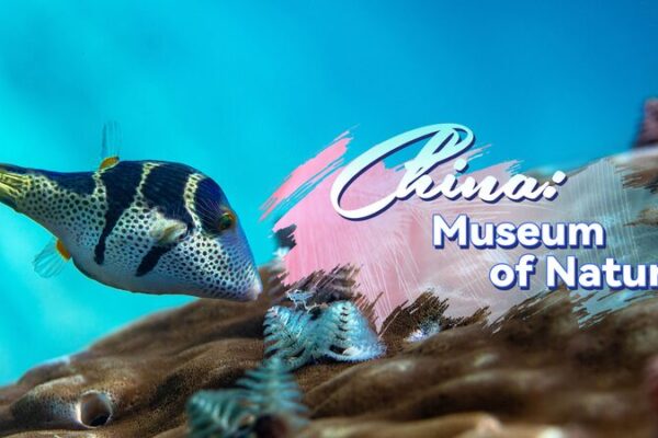 China’s Underwater Rainforest Thrives After Decades of Conservation 🌊🐠 China_s_Underwater_Rainforest_Thrives_After_Decades_of_Conservation___ video poster