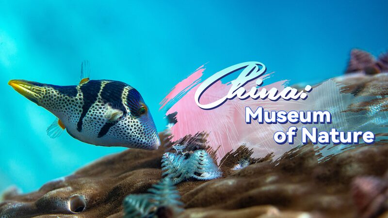 China_s_Underwater_Rainforest_Thrives_After_Decades_of_Conservation____poster - 🌍NewspaperAmigo – Your Global News Buddy 🗞️ China_s_Underwater_Rainforest_Thrives_After_Decades_of_Conservation___ video poster