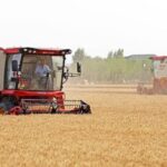 China_s_Wheat_Harvest_Booms____Key_Step_in_Food_Security_Strategy