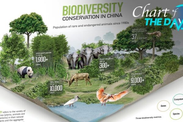 🌿 China’s Wildlife Wins & the Global Biodiversity Challenge __China_s_Wildlife_Wins___the_Global_Biodiversity_Challenge
