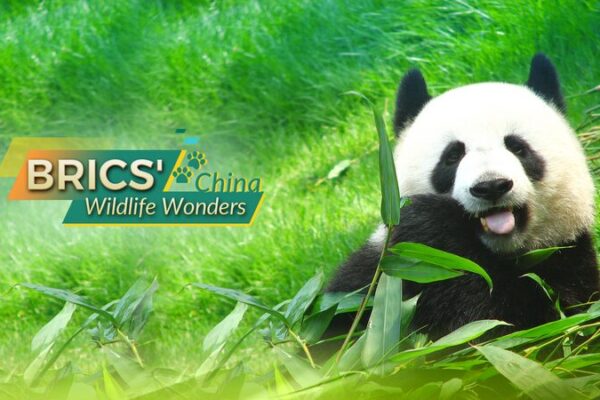 Chinaโs Wildlife Wonders: 4 Iconic Species You Need to Know ๐ฟ๐ผ China_s_Wildlife_Wonders__4_Iconic_Species_You_Need_to_Know___