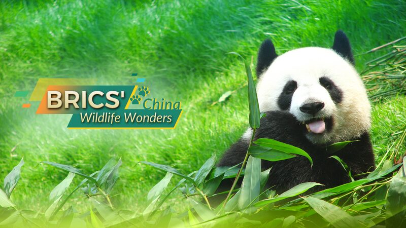China_s_Wildlife_Wonders__4_Iconic_Species_You_Need_to_Know___