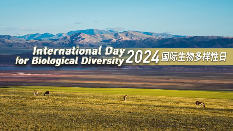 China_s_Wildlife_Wonders____Celebrate_Biodiversity_Day_2024 - 🌍NewspaperAmigo – Your Global News Buddy 🗞️ China_s_Wildlife_Wonders____Celebrate_Biodiversity_Day_2024