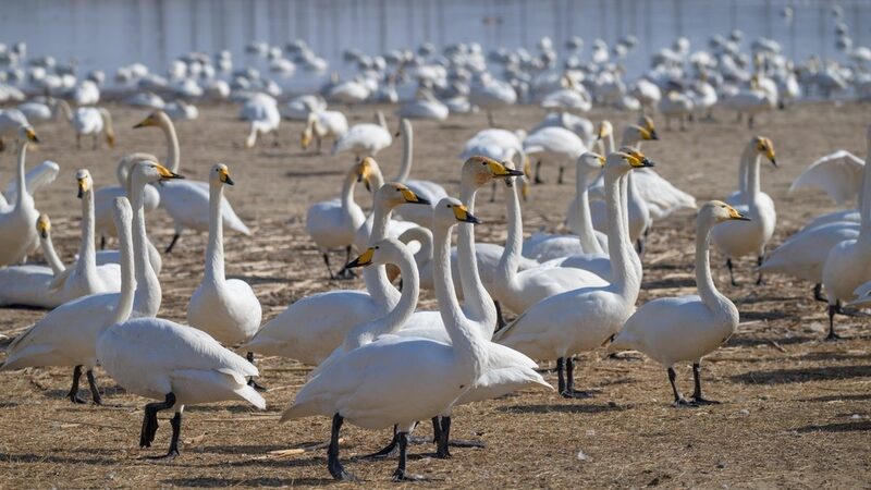 China_s__City_of_Swans__Welcomes_Annual_Migration___