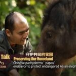 China_s__Elephant_Dads__Save_Endangered_Giants___ video poster
