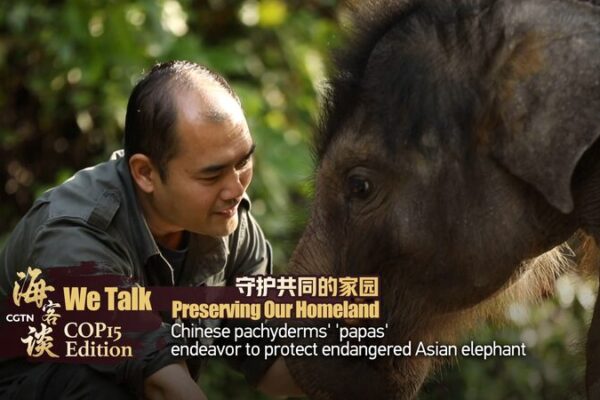 China_s__Elephant_Dads__Save_Endangered_Giants___ video poster