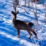 Chinese_Drama__To_the_Wonder__Sparks_Tourism_Boom_in_Xinjiang_s_Altay___ video poster