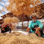 Chinese_Farmers_Cultivate_Healing_Herbs_for_TCM_Boom___