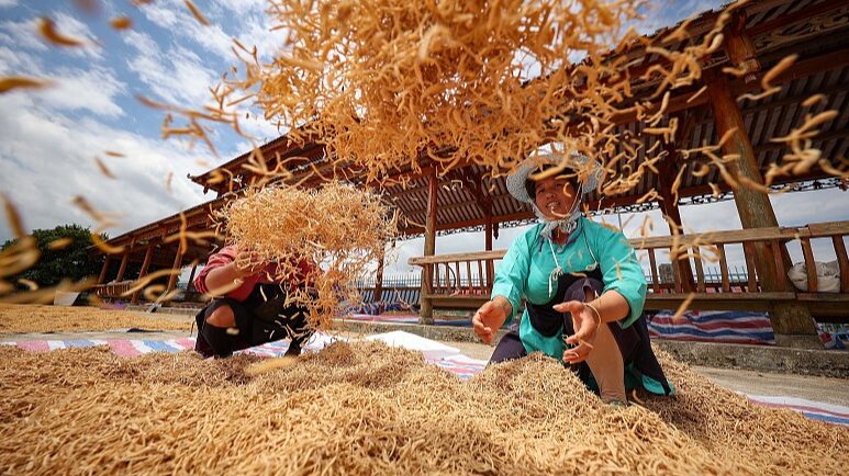 Chinese_Farmers_Cultivate_Healing_Herbs_for_TCM_Boom___ - 🌍NewspaperAmigo – Your Global News Buddy 🗞️ Chinese_Farmers_Cultivate_Healing_Herbs_for_TCM_Boom___