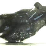 Chinese_Mainland_Scientists_Unveil_New_Vampire_Squid_Species___