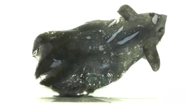 Chinese_Mainland_Scientists_Unveil_New_Vampire_Squid_Species___