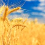 __Chinese_Scientists_Boost_Wheat_Yields_with_Salt_Tolerant_Gene_Discovery_