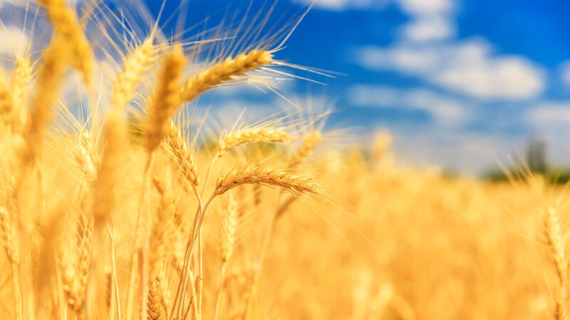 Chinese_Scientists_Boost_Wheat_Yields_with_Salt_Tolerant_Gene_Discovery_ - 🌍NewspaperAmigo – Your Global News Buddy 🗞️ __Chinese_Scientists_Boost_Wheat_Yields_with_Salt_Tolerant_Gene_Discovery_