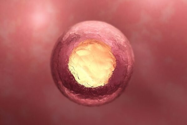 Chinese Scientists Map 3D Model of Early Human Embryo 🌱🔬 Chinese_Scientists_Map_3D_Model_of_Early_Human_Embryo___