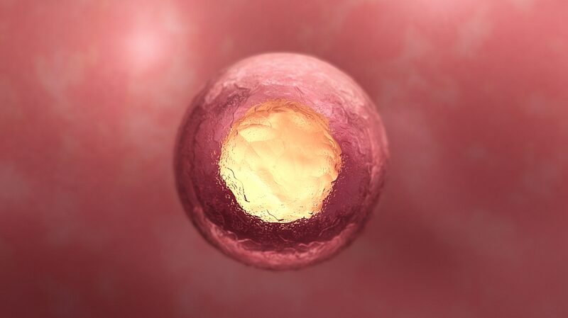 Chinese_Scientists_Map_3D_Model_of_Early_Human_Embryo___