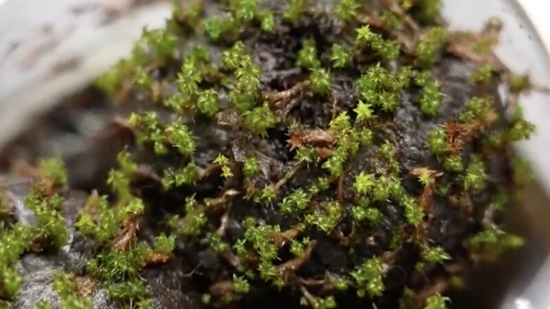 Chinese_Scientists_Unlock_Desert_Moss_Secrets_for_Mars_Terraforming___