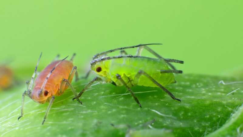 Chinese_Scientists_Unveil_Breakthrough_in_Eco_Friendly_Pesticide_Development___