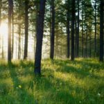 Chinese_Village_Turns_Forests_into__Carbon_Tickets____ video poster
