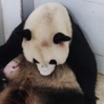 Chongqing_Zoo_Welcomes_New_Giant_Panda_Cub__Meet_the_Adorable_New_Arrival___