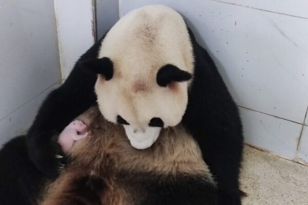 Chongqing Zoo Welcomes New Giant Panda Cub: Meet the Adorable New Arrival! 🐼 Chongqing_Zoo_Welcomes_New_Giant_Panda_Cub__Meet_the_Adorable_New_Arrival___