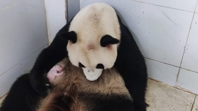 Chongqing_Zoo_Welcomes_New_Giant_Panda_Cub__Meet_the_Adorable_New_Arrival___