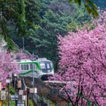 Chongqing_s_Floral_Train_Spectacle___