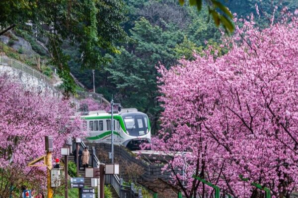 Chongqing’s Floral Train Spectacle 🌸🚂 Chongqing_s_Floral_Train_Spectacle___