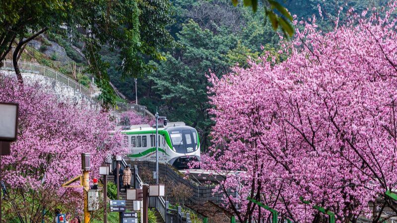 Chongqing_s_Floral_Train_Spectacle___ - 🌍NewspaperAmigo – Your Global News Buddy 🗞️ Chongqing_s_Floral_Train_Spectacle___