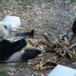 Chongqing_s_Giant_Pandas_Chill_on_Ice_to_Stay_Cool____