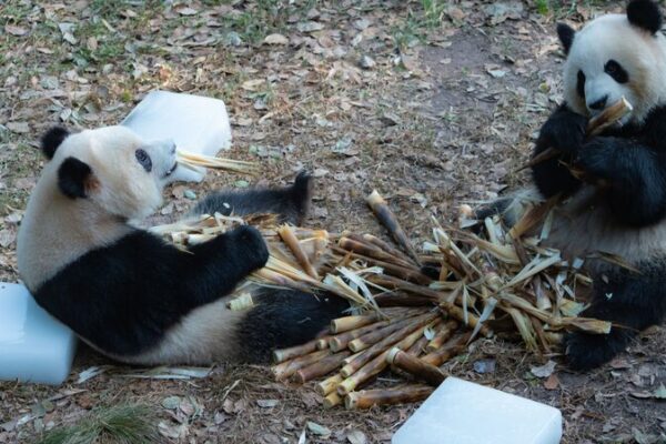 Chongqing’s Giant Pandas Chill on Ice to Stay Cool 🐼❄️ Chongqing_s_Giant_Pandas_Chill_on_Ice_to_Stay_Cool____
