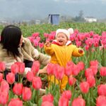 Chongqing_s_Tulip_Wonderland_Blooms_for_Spring___