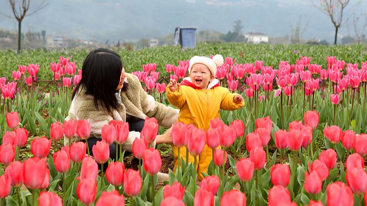 Chongqing_s_Tulip_Wonderland_Blooms_for_Spring___ - 🌍NewspaperAmigo – Your Global News Buddy 🗞️ Chongqing_s_Tulip_Wonderland_Blooms_for_Spring___