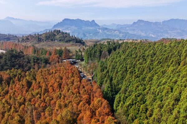 Chongqing’s ‘Dual-Color Forest’ Paints Autumn Magic 🍂🌲 Chongqing_s__Dual_Color_Forest__Paints_Autumn_Magic___
