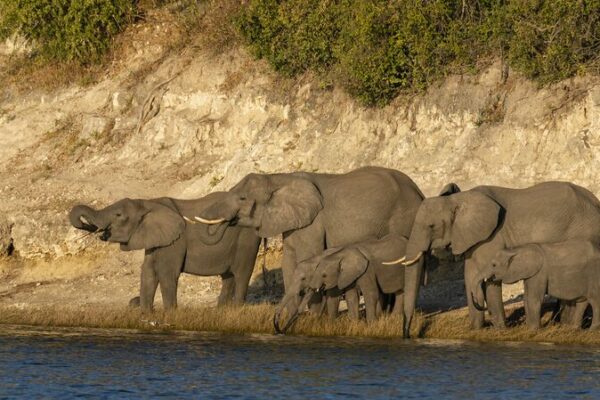 🌍🐘 Climate Change Sparks Unusual Elephant Migration, Experts Warn ___Climate_Change_Sparks_Unusual_Elephant_Migration__Experts_Warn