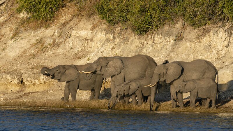 Climate_Change_Sparks_Unusual_Elephant_Migration__Experts_Warn - ๐NewspaperAmigo โ Your Global News Buddy ๐๏ธ ___Climate_Change_Sparks_Unusual_Elephant_Migration__Experts_Warn