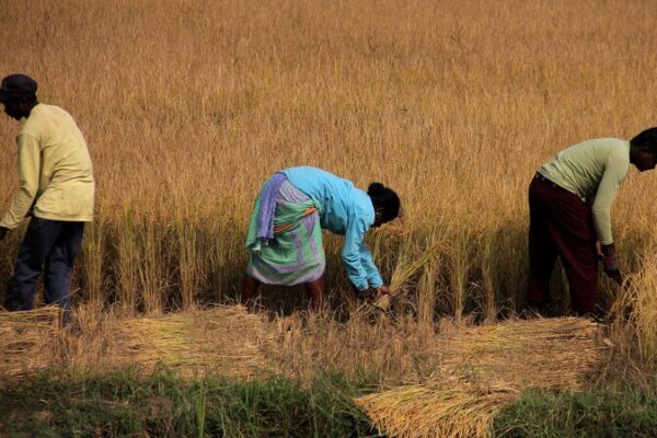 Climate_Chaos__Indian_Farmers_Battle_Unpredictable_Monsoons____