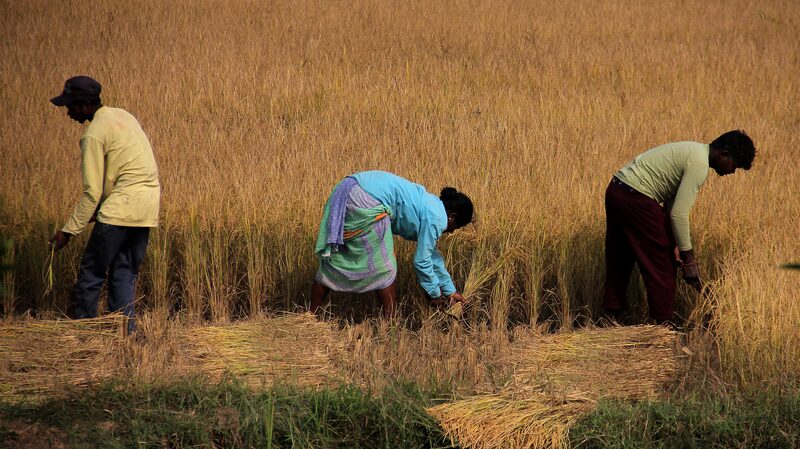 Climate_Chaos__Indian_Farmers_Battle_Unpredictable_Monsoons____