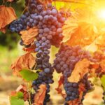 Climate_Shift_Redraws_Wine_Map___