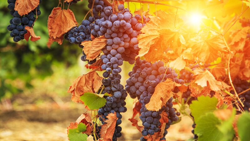 Climate_Shift_Redraws_Wine_Map___