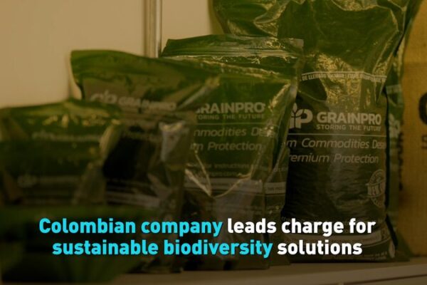 Colombia’s Green Guardians Steal Spotlight Ahead of COP16 🌿🌎 Colombia_s_Green_Guardians_Steal_Spotlight_Ahead_of_COP16___ video poster