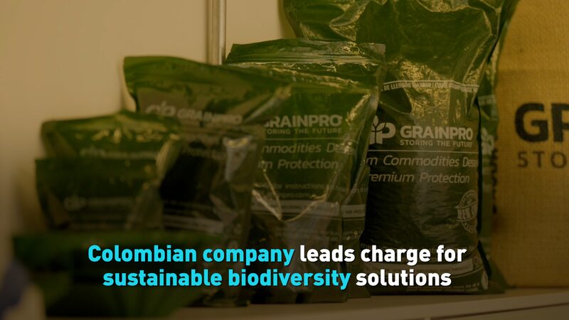 Colombia_s_Green_Guardians_Steal_Spotlight_Ahead_of_COP16____poster - 🌍NewspaperAmigo – Your Global News Buddy 🗞️ Colombia_s_Green_Guardians_Steal_Spotlight_Ahead_of_COP16___ video poster