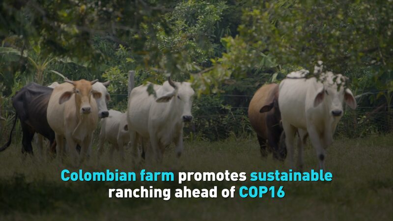 Colombian_Farm_Pioneers_Sustainable_Ranching_Ahead_of_COP16____poster - 🌍NewspaperAmigo – Your Global News Buddy 🗞️ Colombian_Farm_Pioneers_Sustainable_Ranching_Ahead_of_COP16___ video poster