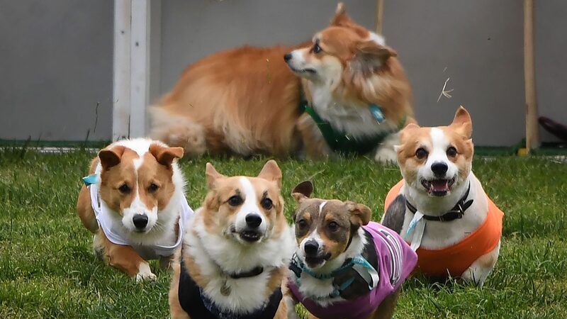 Corgis_Strut_Their_Stuff_in_Lithuania_s_Cutest_Race___Fashion_Show____poster - 🌍NewspaperAmigo – Your Global News Buddy 🗞️ Corgis_Strut_Their_Stuff_in_Lithuania_s_Cutest_Race___Fashion_Show___ video poster