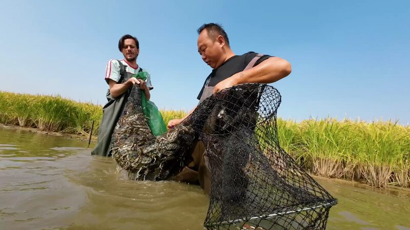 Crab_Revolution_in_China__Rice_Paddies_Turned_Aqua_Farms____poster - 🌍NewspaperAmigo – Your Global News Buddy 🗞️ Crab_Revolution_in_China__Rice_Paddies_Turned_Aqua_Farms___ video poster